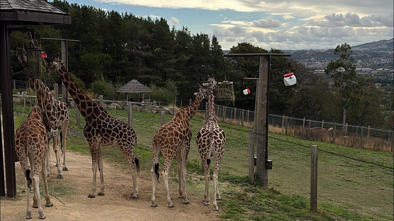 Edinburgh zoo September 2025