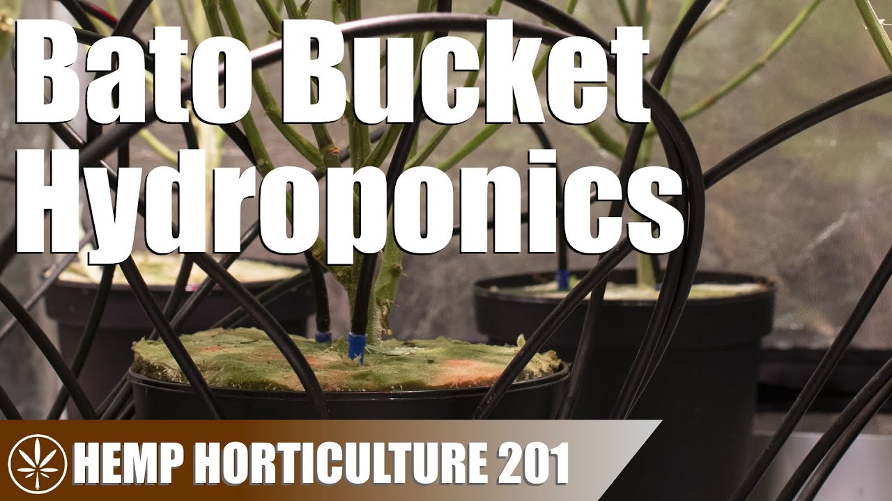Growing Hemp With A Bato Bucket (Dutch Bucket) System