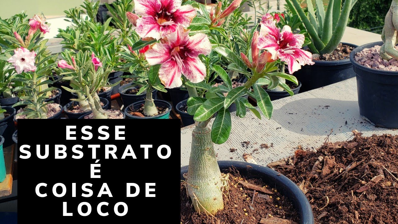 O MELHOR SUBSTRATO PARA ROSA DO DESERTO!