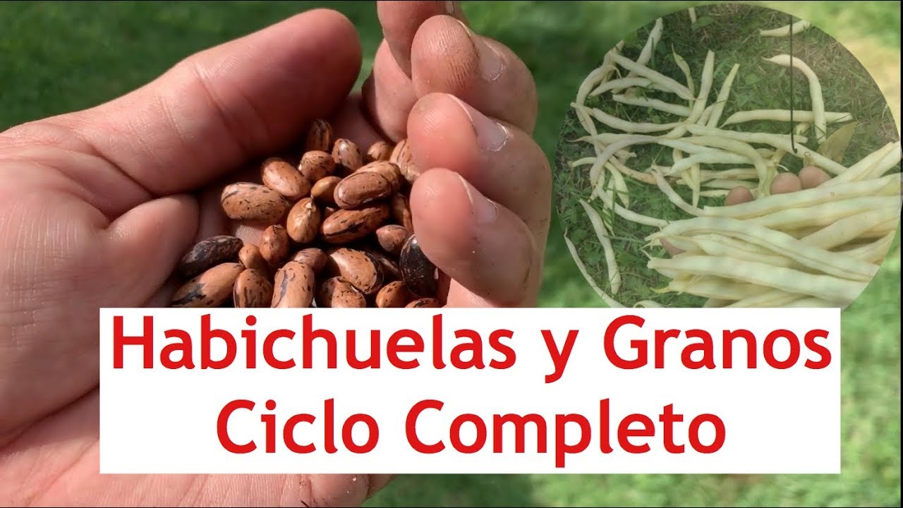 Habichuelas y Granos; Ciclo Completo de Siembra