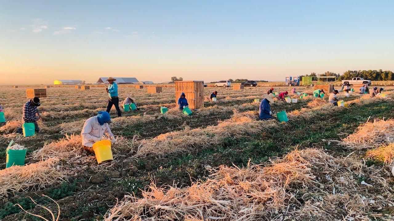 COSECHA DE AJO POR CONTRATO EN CALIFORNIA USA/GARLIC HARVEST🌞👨‍🌾👩‍🌾