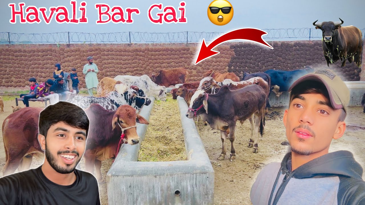 Bachro 🐮 Ka Sath Havali Bar Di /Abdullah Jutt/ /Zohaib Pendu /
