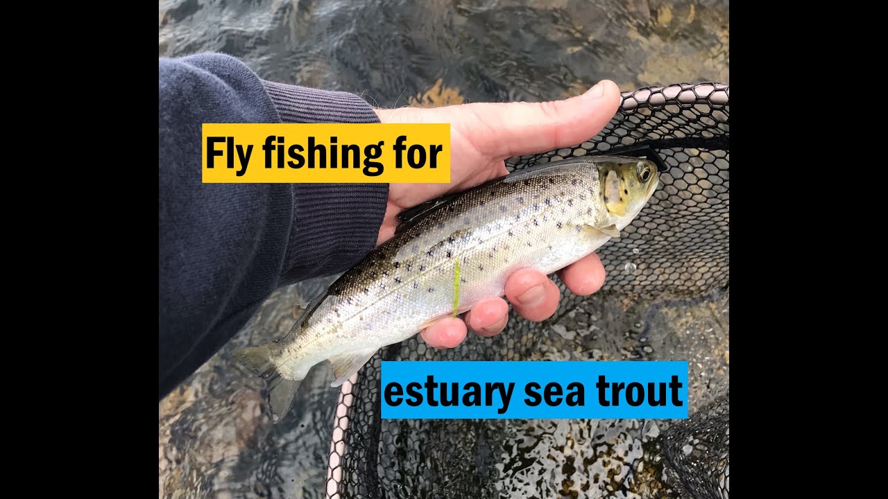 Fly fishing for estuary sea trout amongst the bladderwrack