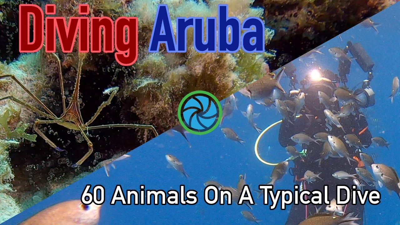 Diving Aruba - 60+ Fish, Coral, Sponges and Other Creatures You Will See On a Typical Dive