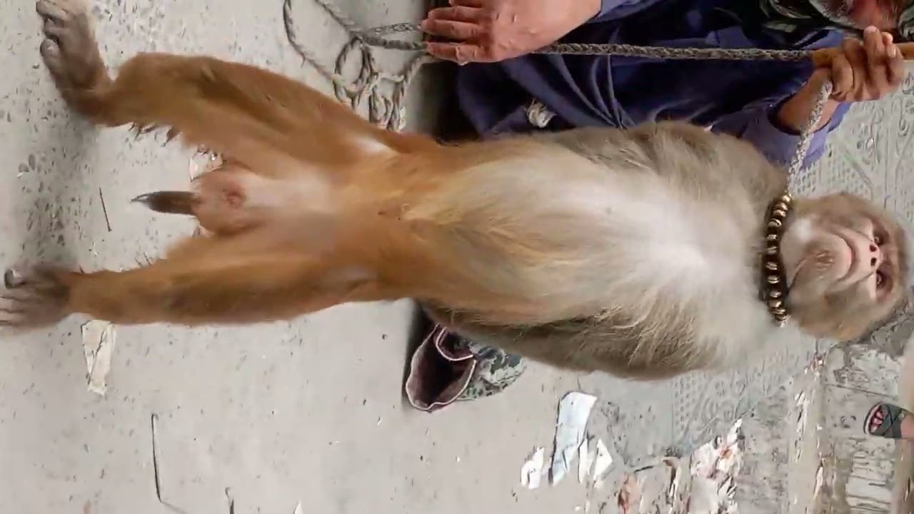 Monki k mdari ik ne stual my and dog 🙈🙉🙊🐕🐕🐕🐕🐕