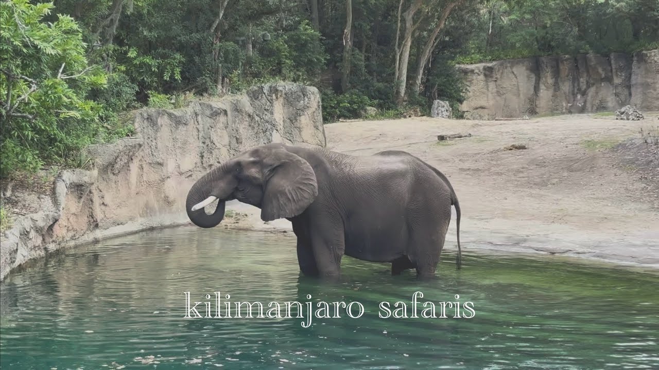 Kilimanjaro Safaris Ride Vlog! • Queue & Ride POV • Animal Kingdom, Walt Disney World • May 2025