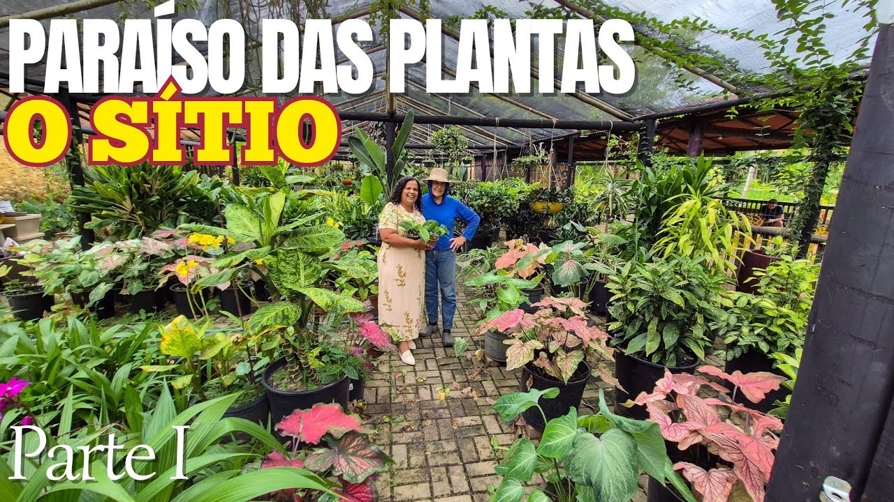 PARAÍSO DAS PLANTAS: MUITAS ESPÉCIES RARAS, VARIEGATAS E COLORIDAS NUNCA VISTAS ANTES AQUI | Parte I