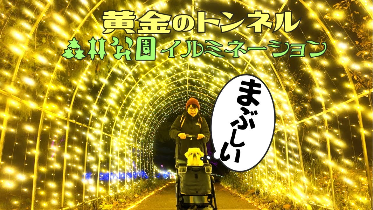 【埼玉】愛犬と幻想イルミネーションin森林公園✨⇒高坂SAでガッツリ飯🍴