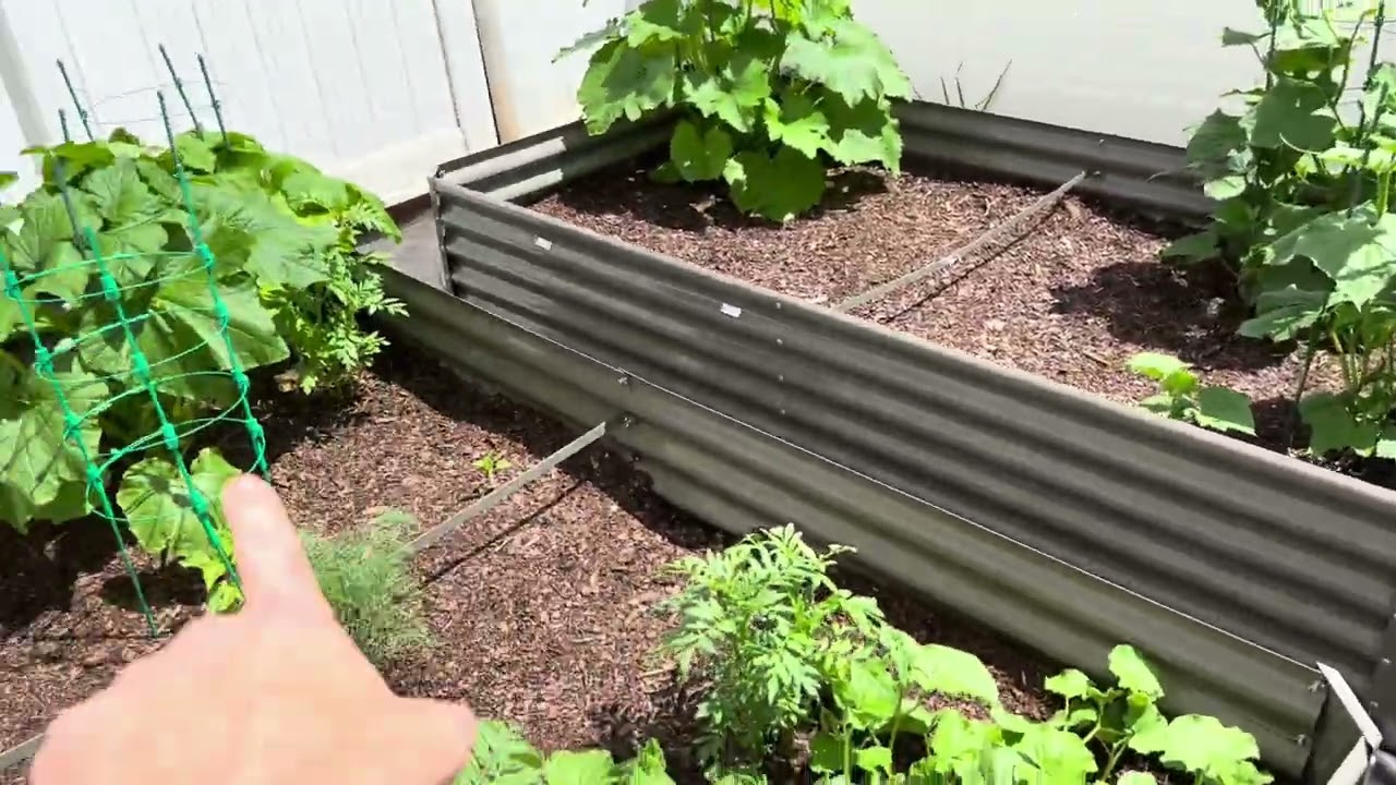 Perez garden tour part 2