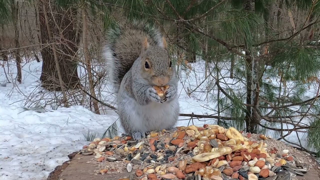 Squirrel Snacking