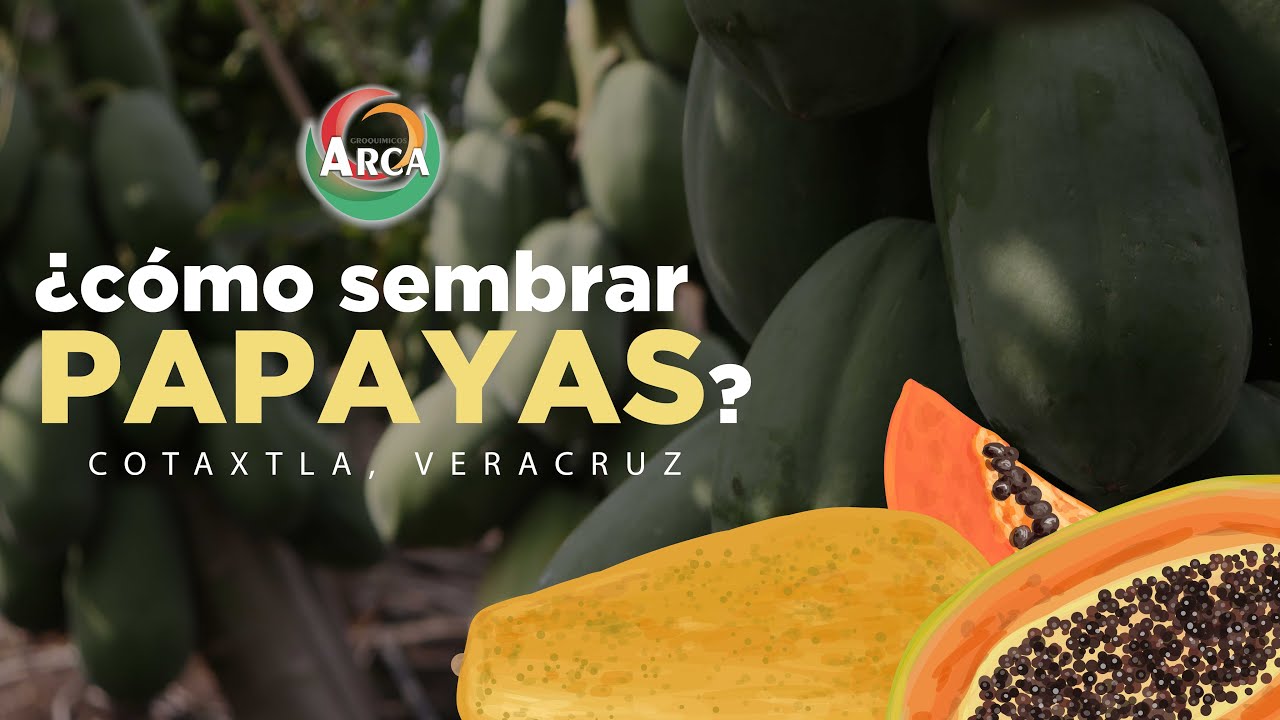 VERACRUZ II ¿CÓMO SEMBRAR PAPAYA? II CULTIVO DE PAPAYA II COTAXTLA II ARCA BLOGS