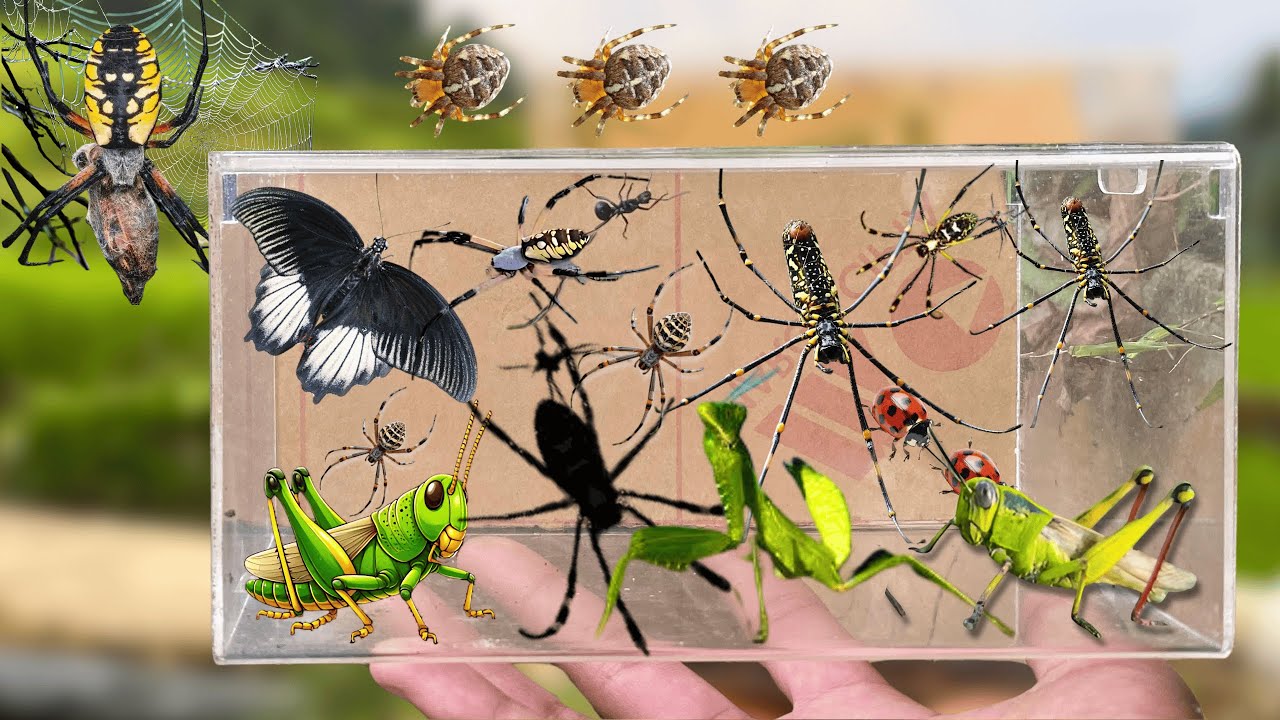 Hunting Biggest Grasshopper & King Mantis | Golden Orb Spider & Frog