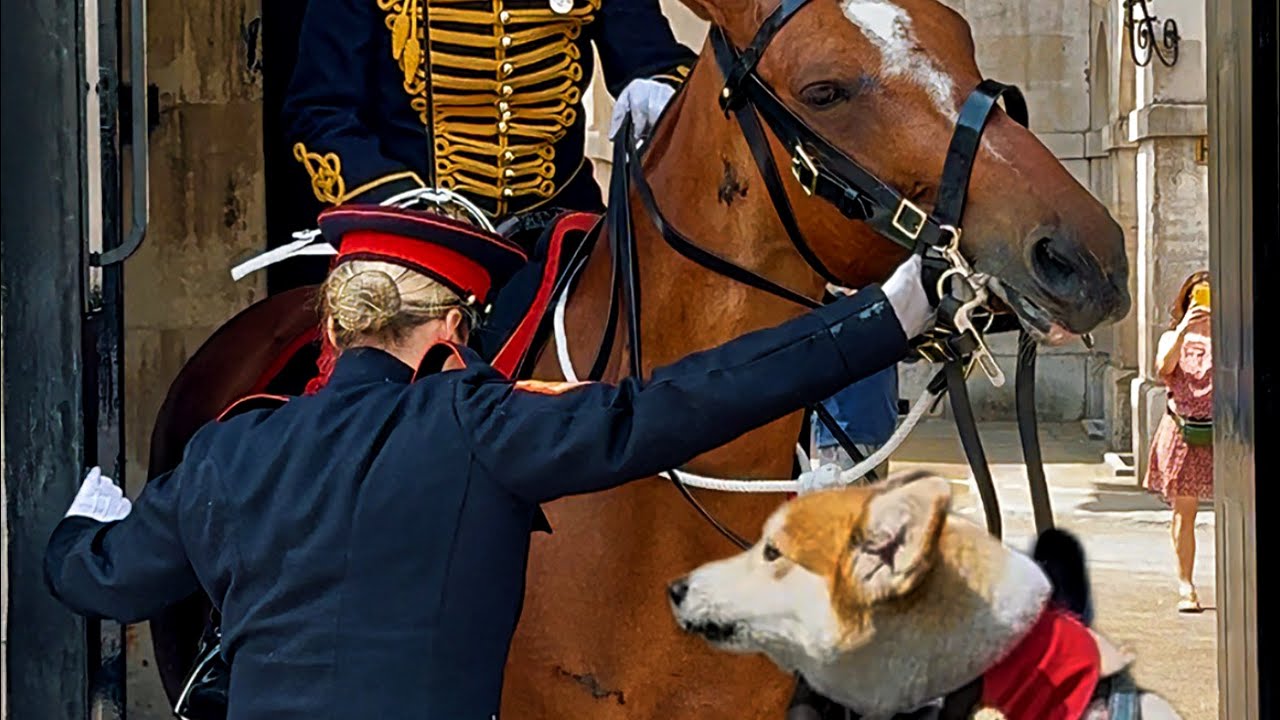 Horse Guard Havoc: The King's Troop Horse That Just Won't Settle! 😂