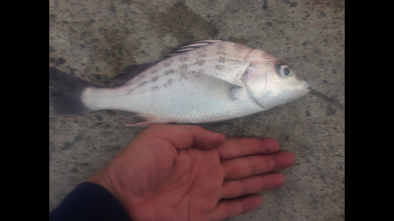 石鱸 點石鱸 星雞魚 雞仔魚 教學分享 共享知識