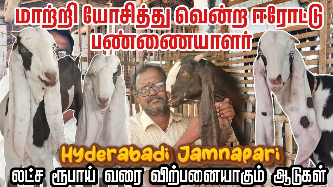ஜமுனாபாரி ஆடுகள் வளர்ப்பில் 20 வருடம் அனுபவம் கொண்ட ஈரோட்டுப் பண்ணையாளர் #jamunaparigoat #goat #farm