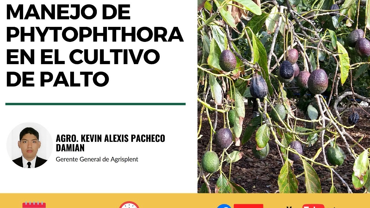 Manejo de Phytophthora en cultivo de Palto
