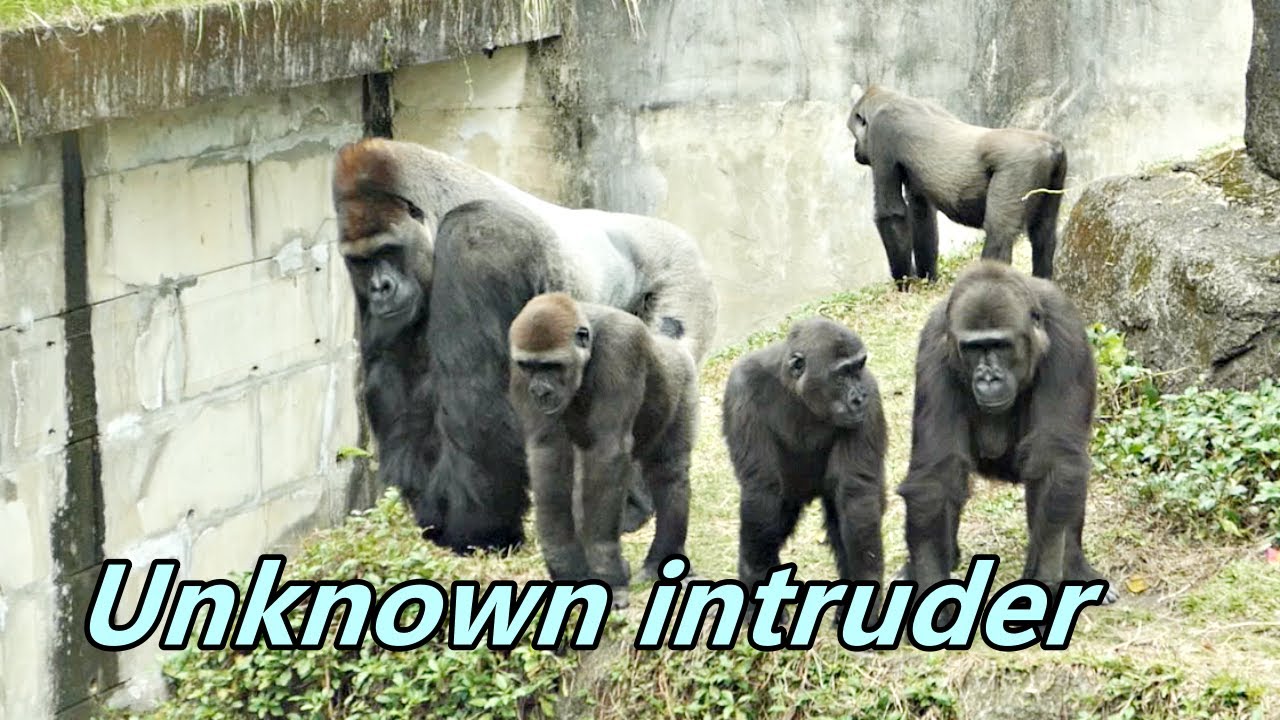 Gorilla Ringo found unknown intruder?? / Ringo又發現不知是甚麼的入侵者??