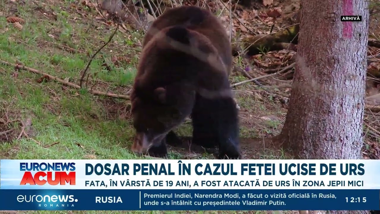 Tânăra ucisă de urs pe Jepii Mici a încercat să se salveze. S-a deschis dosar penal pentru braconaj