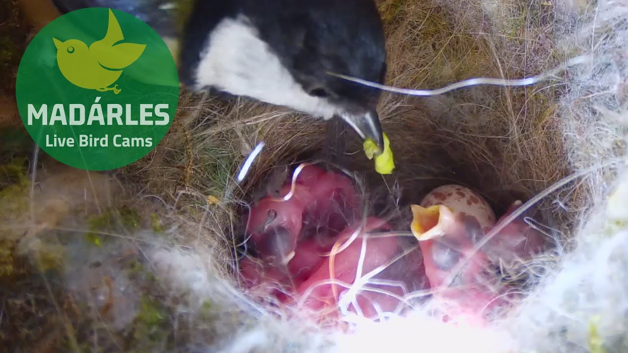 Great tit is feeding the newly hatched chicks