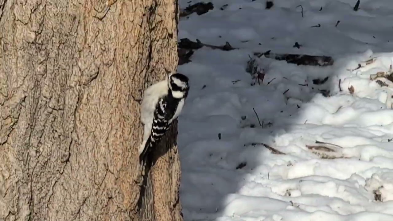Nature's Lil Wonders.  #outdoors #trending  #birdlovers #foryou #michigan #wintertime #viral