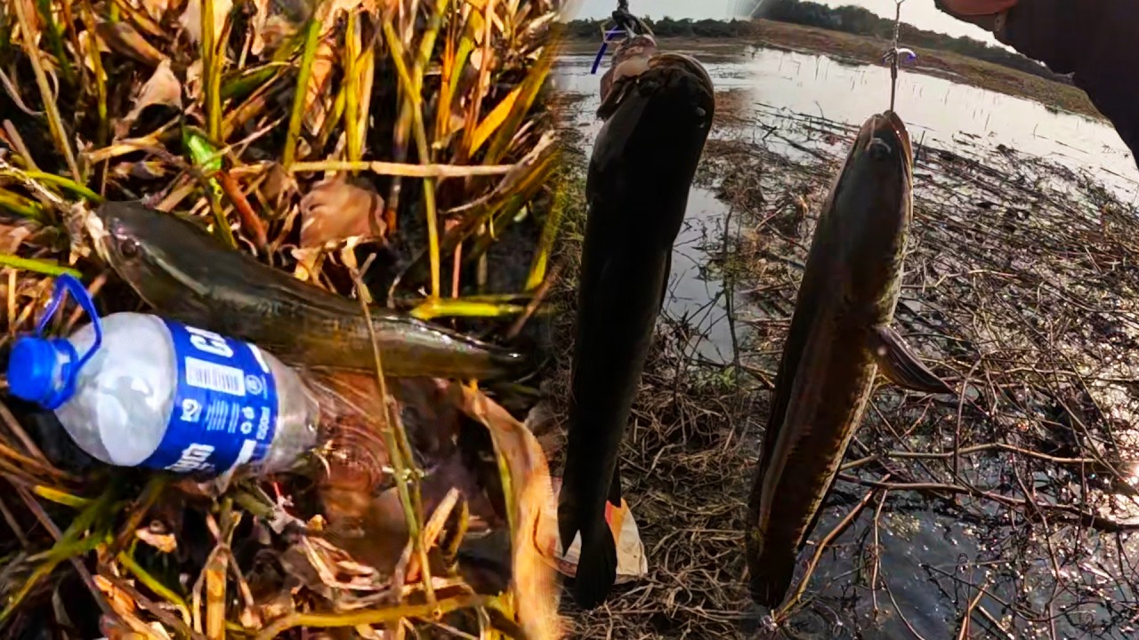 Snakehead fishing, today I'm very happy, catching a lot of big fish.