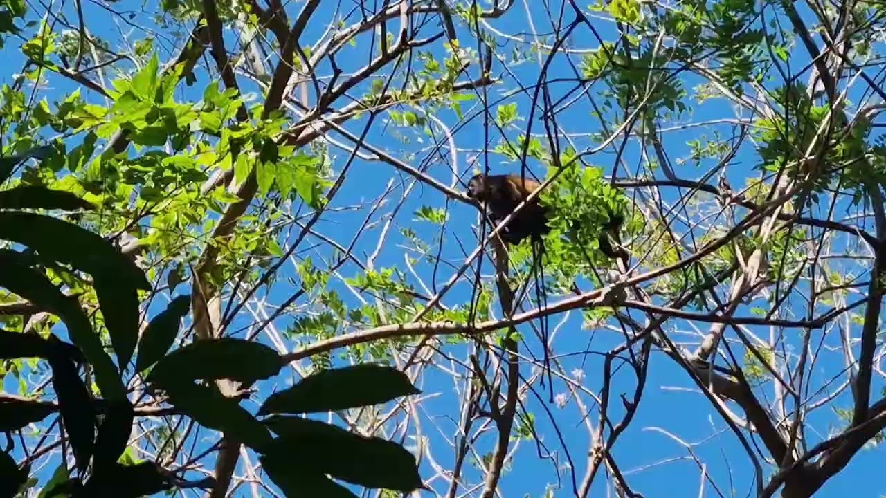 Brüllaffen auf Ometepe