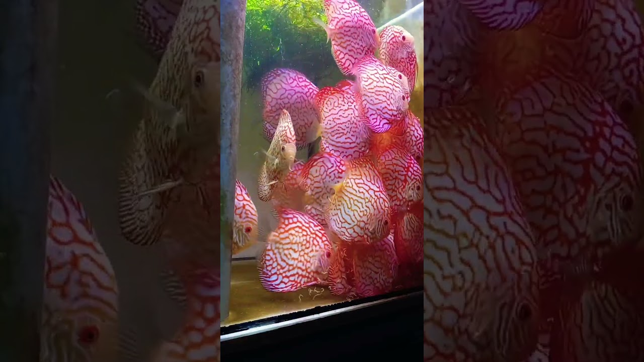 Дискусы Che- гуары, Сделано в Discus DeD.