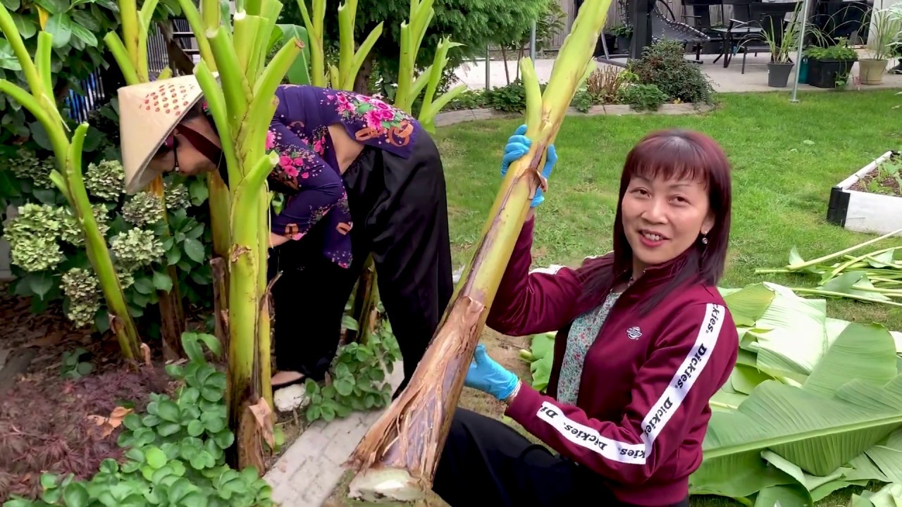 Cùng Mẹ Chồng Ra Vườn Hái Lá Chuối, Chặt Cây Chuối Vào Làm Rau 🇨🇦423》 Harvesting Banana In Canada