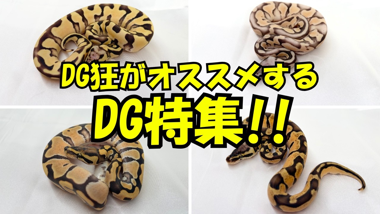 【DGの世界深すぎる】DG狂がオススメするデザートゴースト特集　｜H2M  Reptiles
