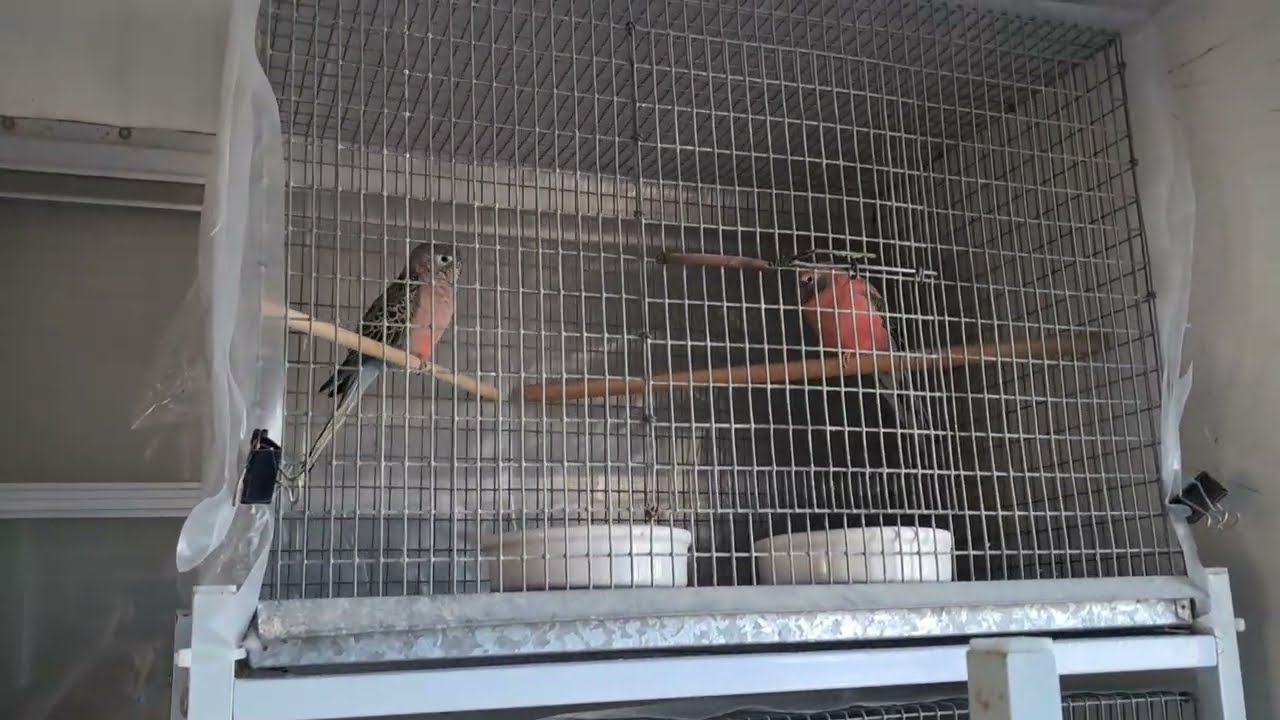 Bourke Parakeets March 2, 2026 