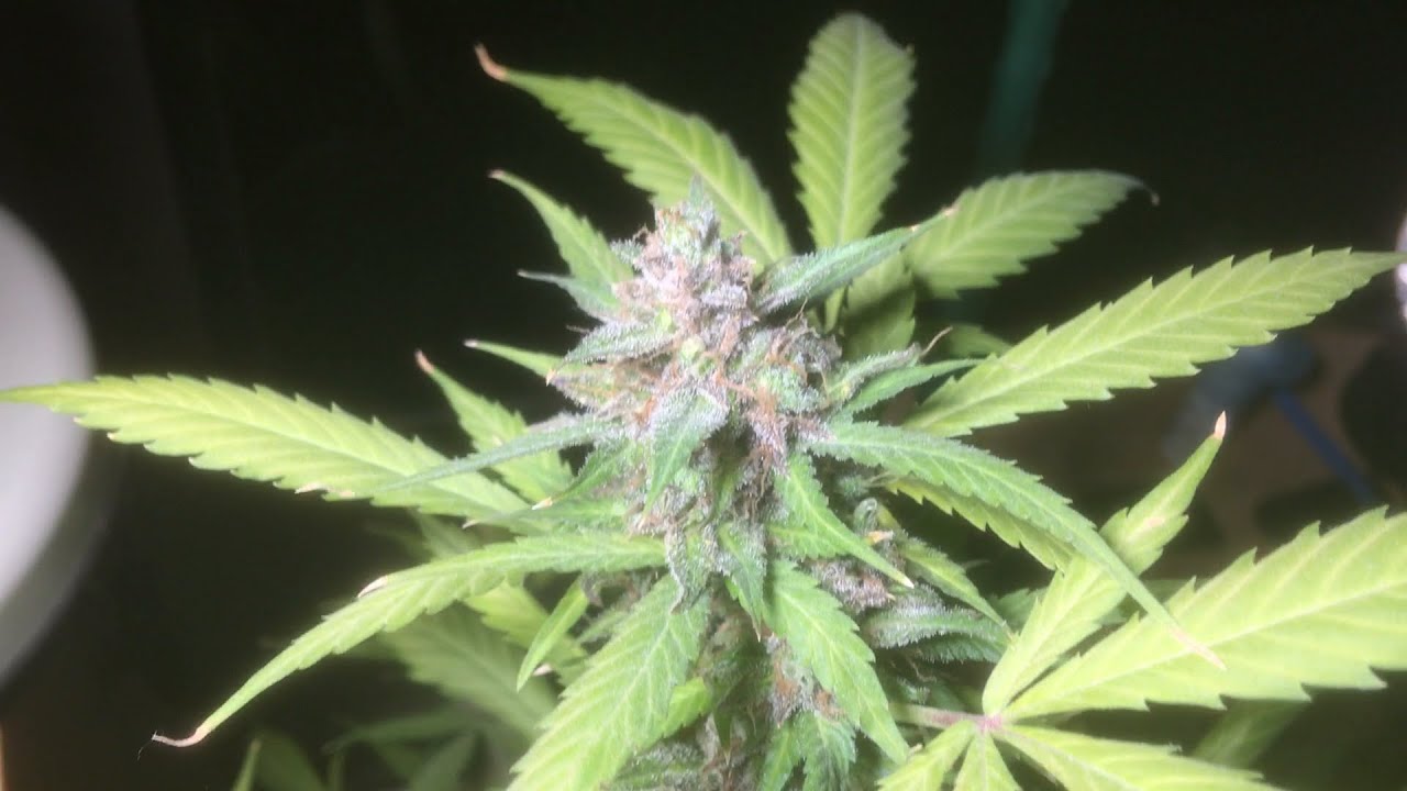Cannabis Anbau - Erntezeitpunkt verpasst - Noch keine &uuml;berreifen Trichome