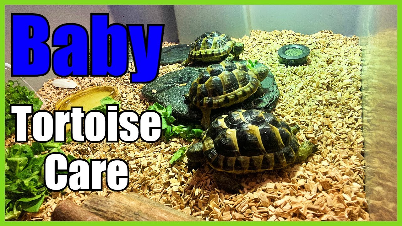 BABY Spurthigh Tortoise Care