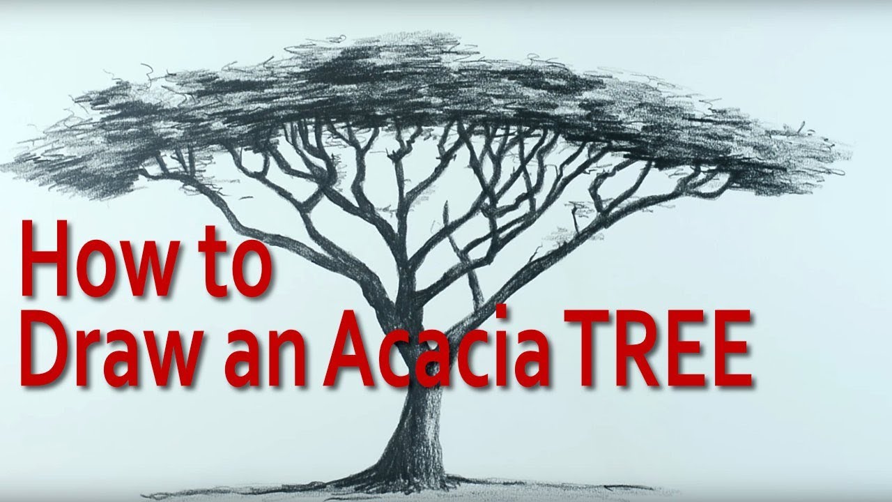 How to Draw an Umbrella Thorn Acacia Tree using Pencil in Nice Easy Steps