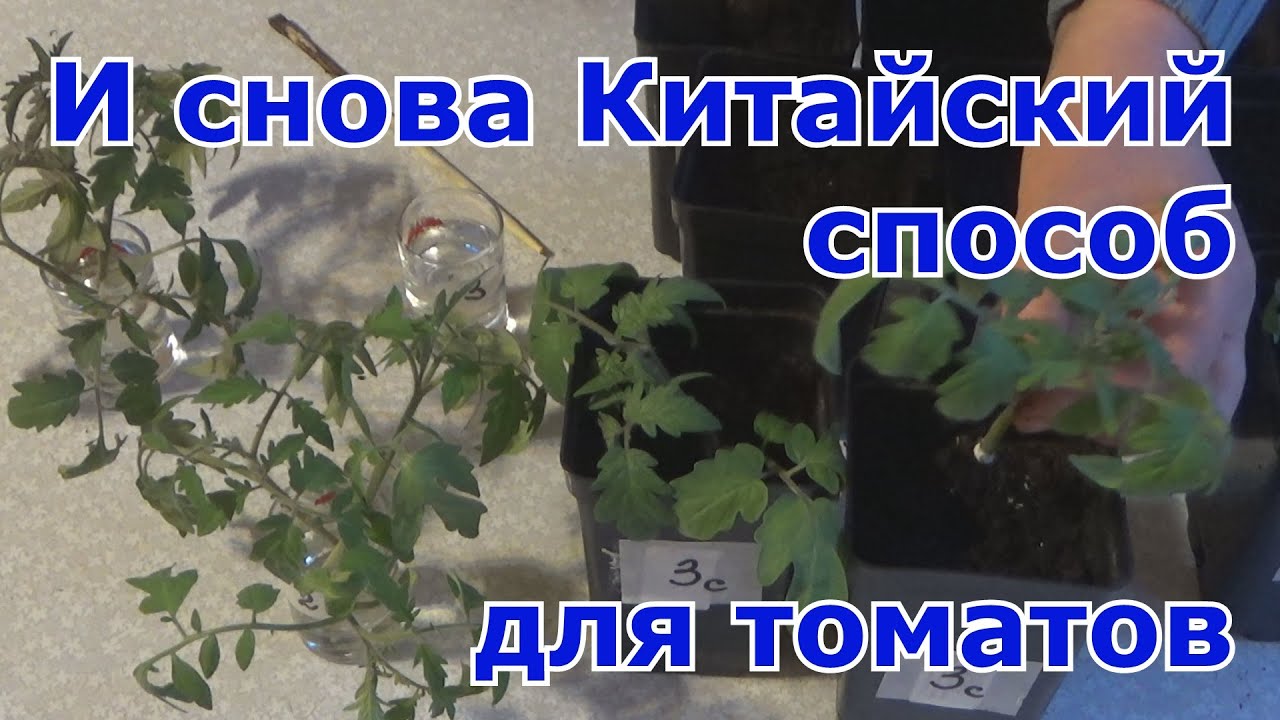 Китайский способ выращивание рассады томатов. Повторный эксперимент.