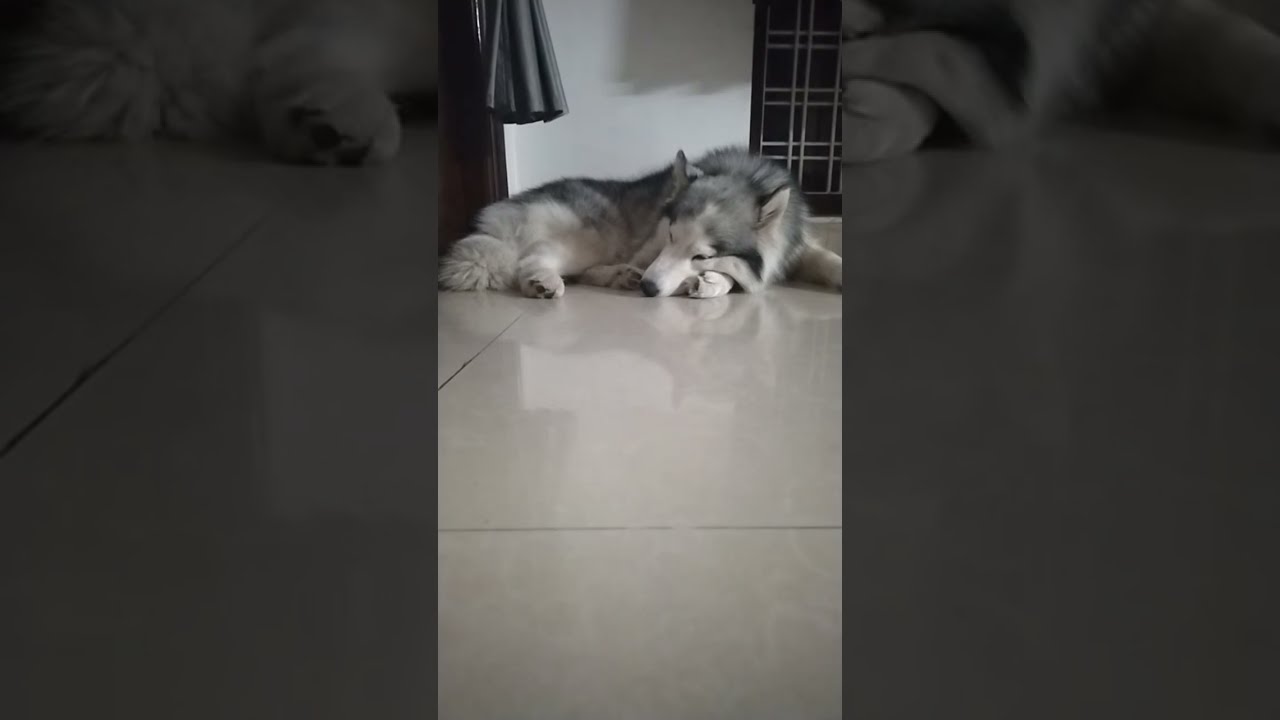 Sleeping Time 😴 | Calm Husky Live | #husky #pets #dogshorts #lifeisbutadream 