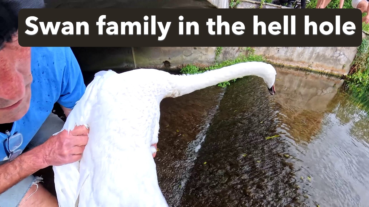 Swan family in the hell hole