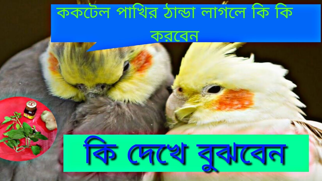 ককটেল পাখির ঠান্ডা লাগলে কি কি করবেন## কি দেখে বুঝবেন#🤔