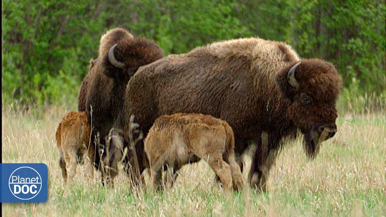 Wild buffalo in Wood Buffalo National Park - Part 4: Wood Buffalo vs plains buffalo