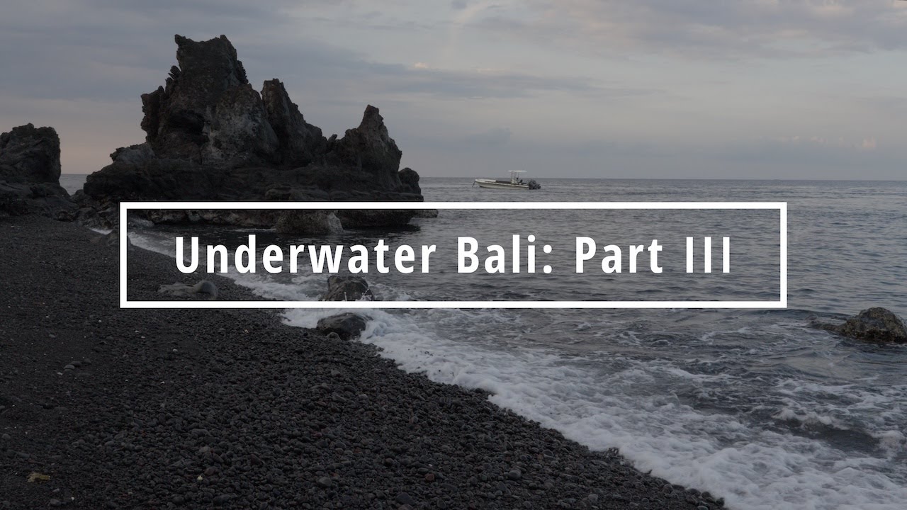 Underwater Bali: Part III