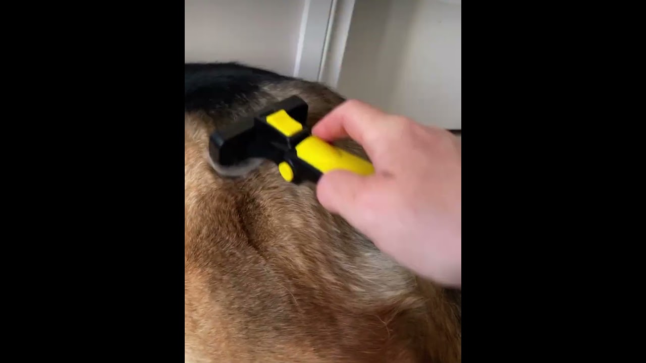 Deshedding a German Shepherd without damaging their coat