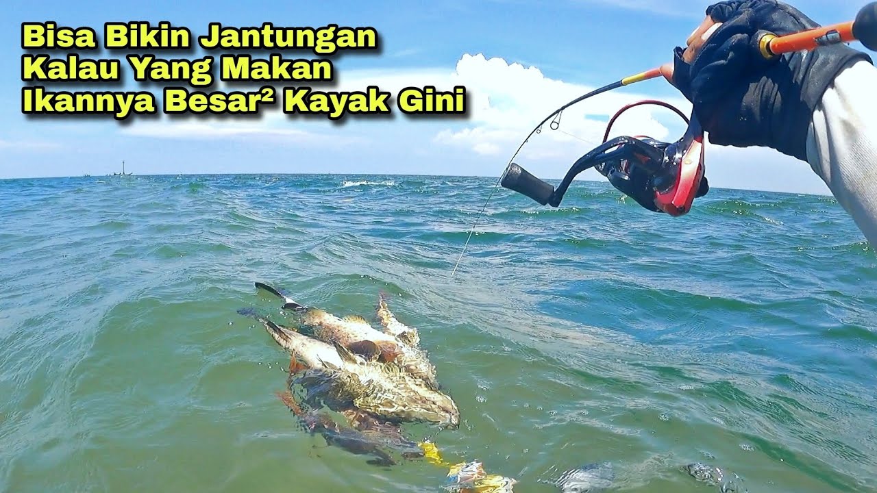 Ngeri Tenan !!! Bisa Jantungan Kalau Yang Makan Ikannya Besar² Kayak Gini, Big Jackpot