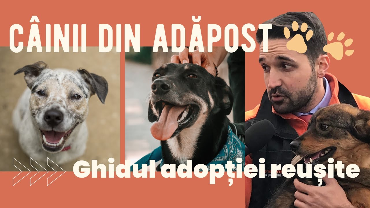 Ghidul adoptiei de succes a unui caine din adapost - ce tipuri de caini sunt intr-un adapost ?