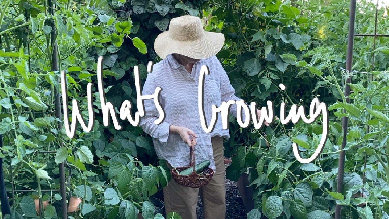 WHAT'S GROWING | What I'm GROWING & SOWING in my SMALL BACKYARD VEGETABLE GARDEN VICTORIA AUSTRALIA