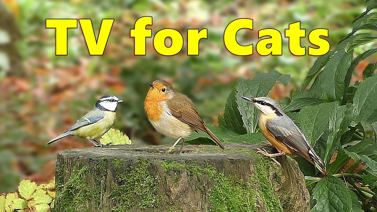 Video for Cats to Watch Woodland Birds