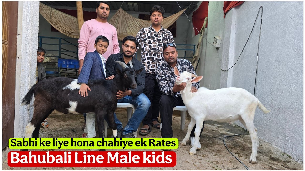 Bahubali line Quality Saanen male kids at Umair Goat farm Aurangabad 