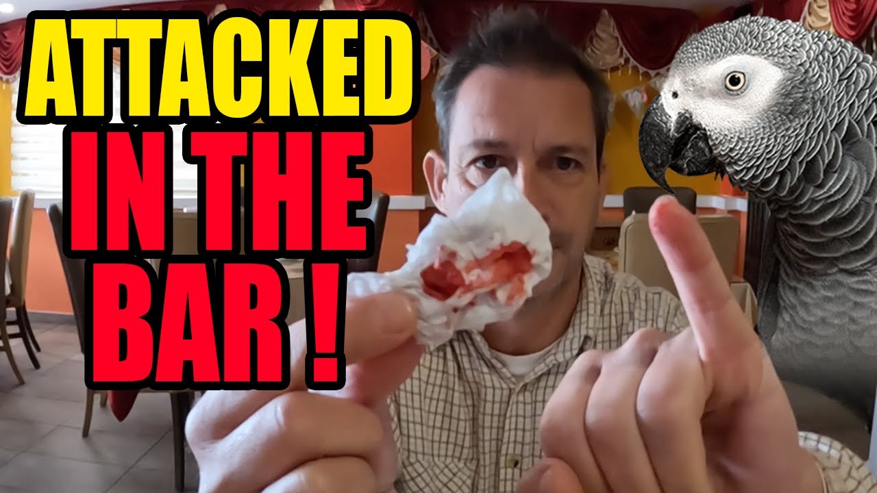 ATTACKED By An ANIMAL In A SPANISH Bar!! (33)