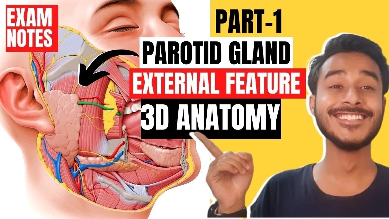 parotid gland external features anatomy | external features of parotid gland anatomy