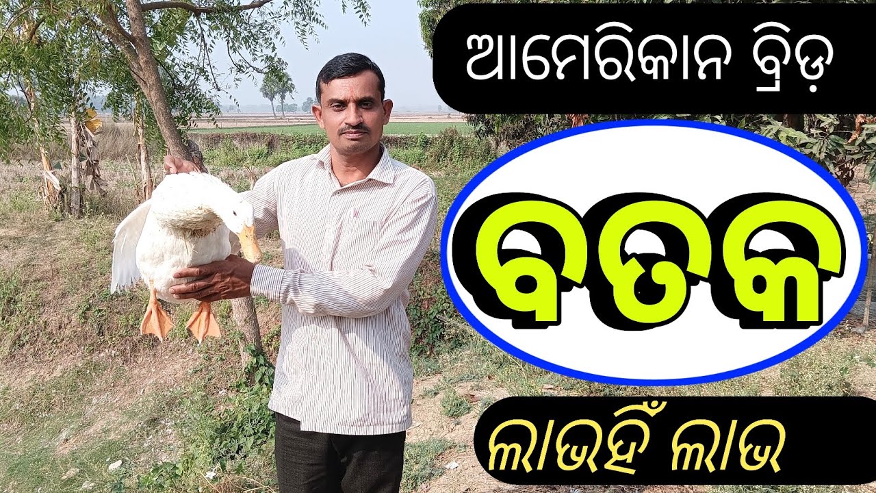 ଆମେରିକାନ ବ୍ରିଡ଼ ବତକ ପାଳନ ଓଡ଼ିଶାରେ//american bride duck farming in odisha. #duckfarming#odishafarmar