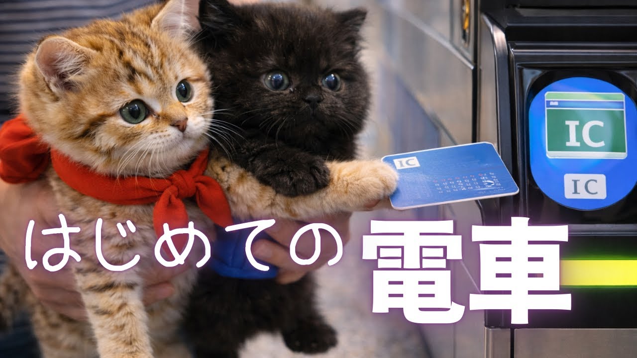 初めて電車でお出かけしました！🚉途中手伝ってもらって無事に目的地に到着しました🐈🐾