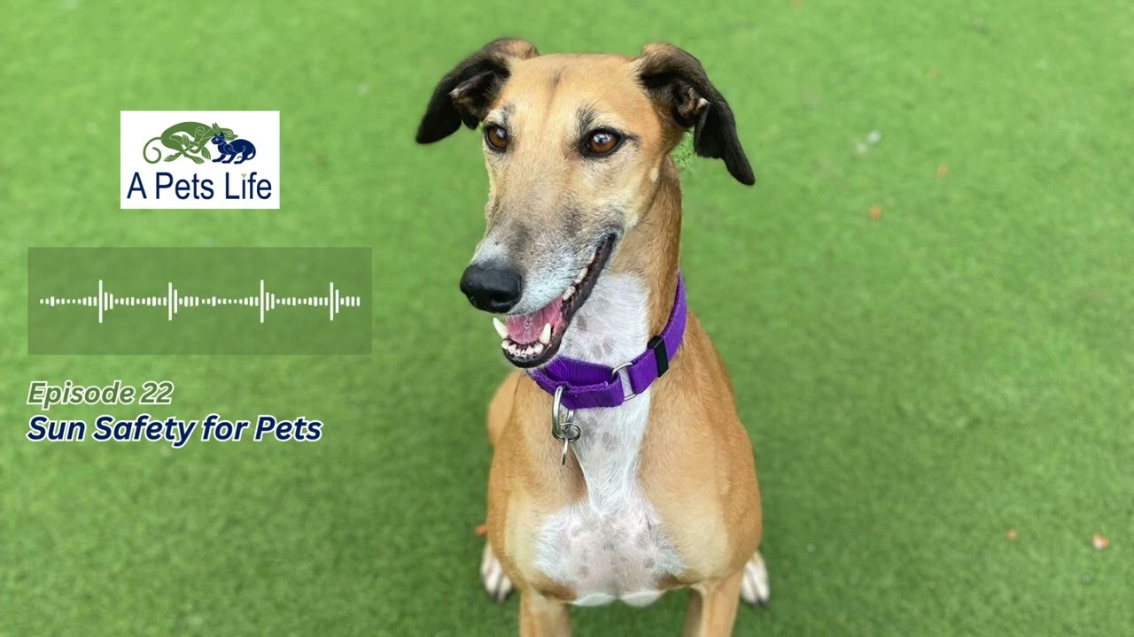 A Pets Life Podcast | Episode 22 - Sun Safety for Pets